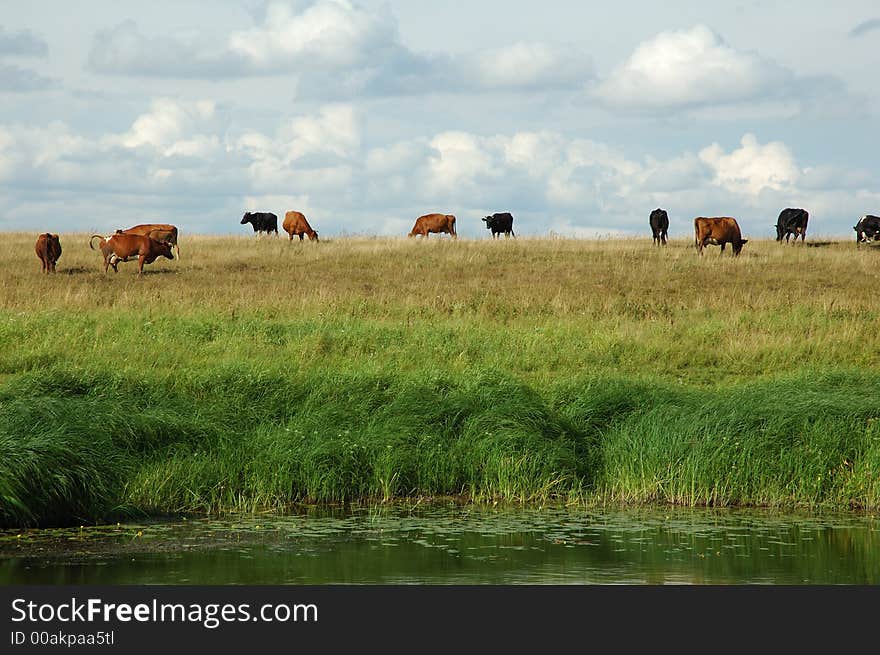 Cows on the field