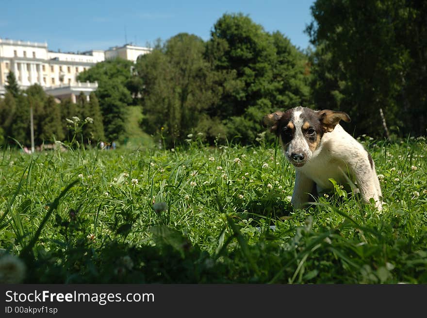 Puppy in the grass