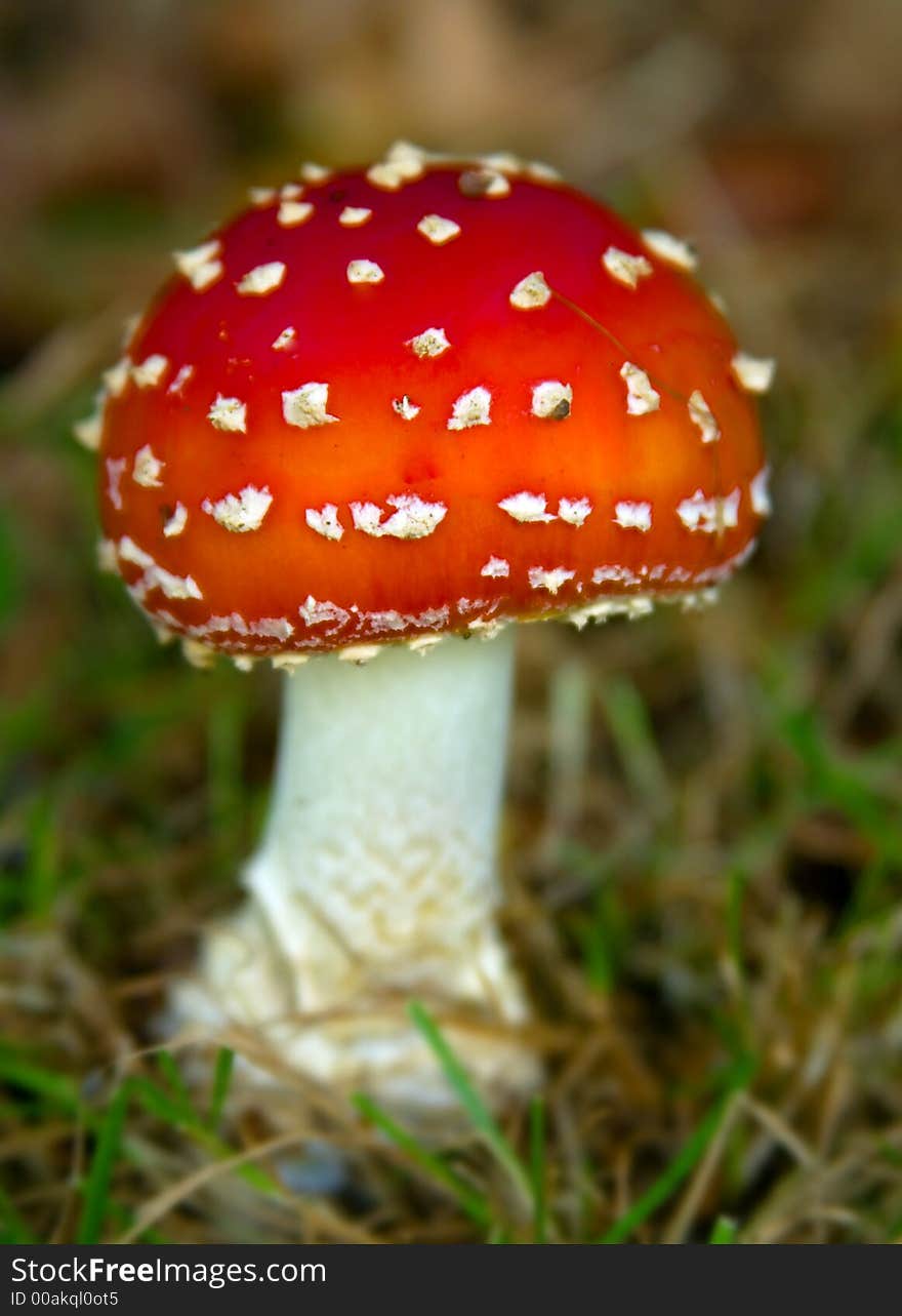 Amanita Muscaria Toadstool, Red and white cap.