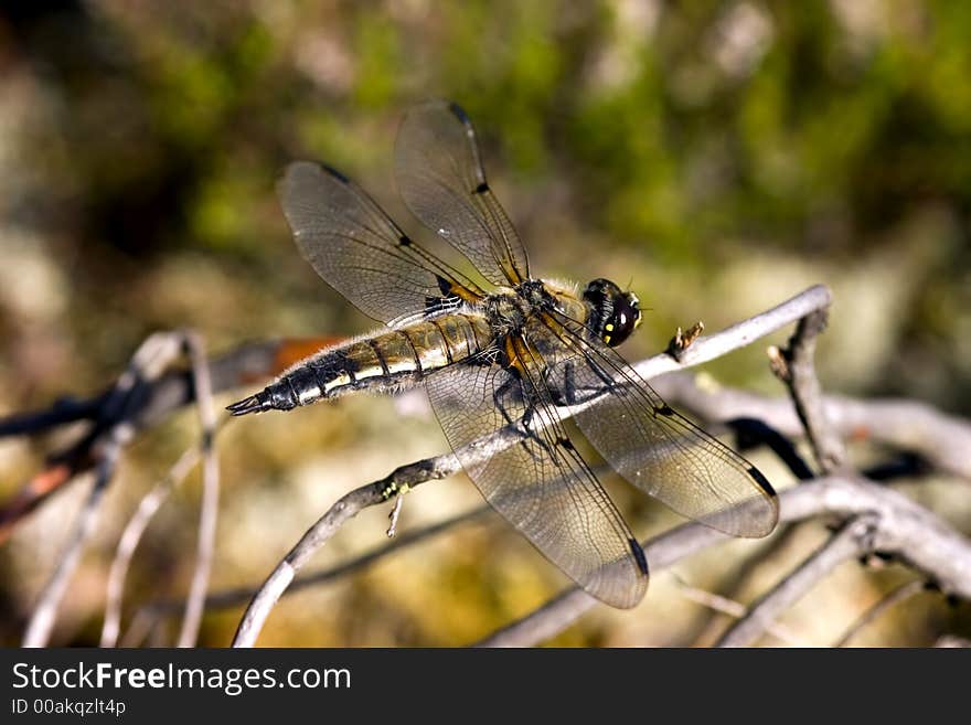 Dragon-fly on rest in a hot day. Dragon-fly on rest in a hot day