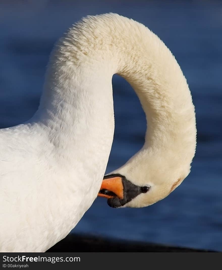 Closeup of swan with arched neck. Closeup of swan with arched neck