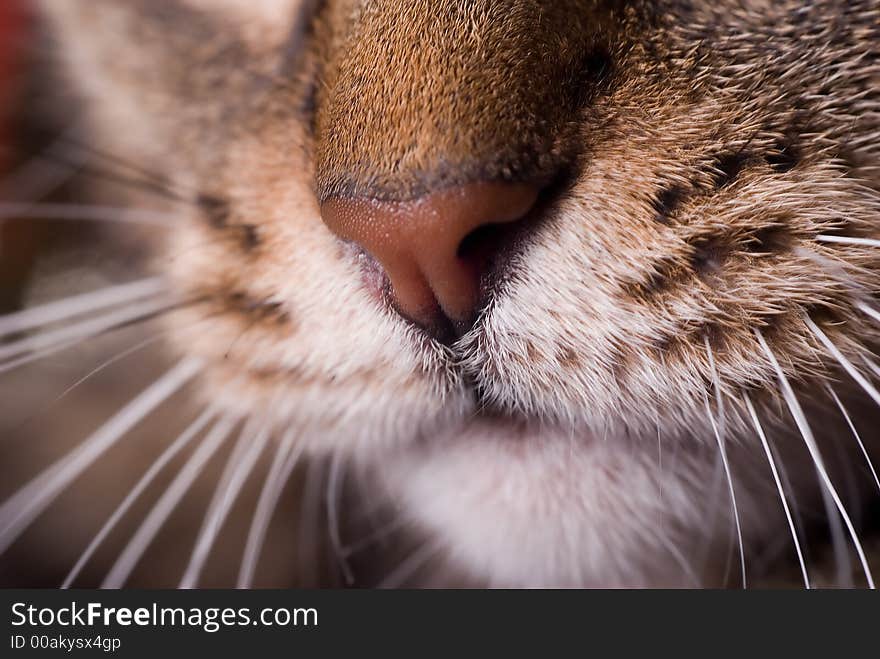 Cat head background texture. Close up.