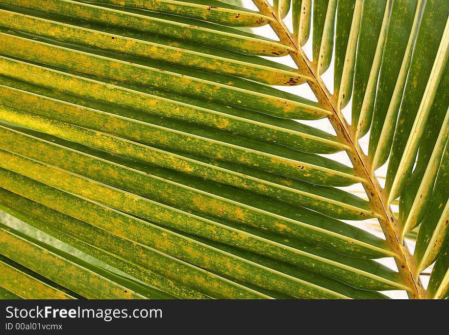 Palm detail in the jungle of quintana roo in Mexico