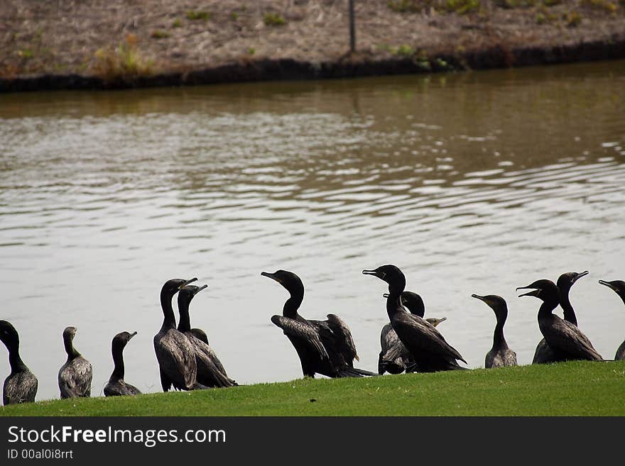 Ducks in a river in Mexico, Latin America