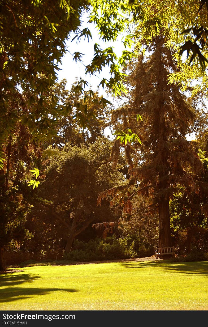 A banch near the pine-tree , beautiful meadow in fall calors