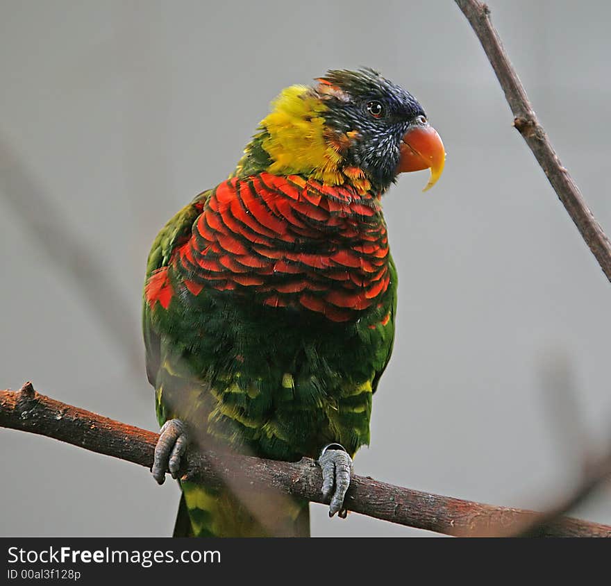 Lory 2