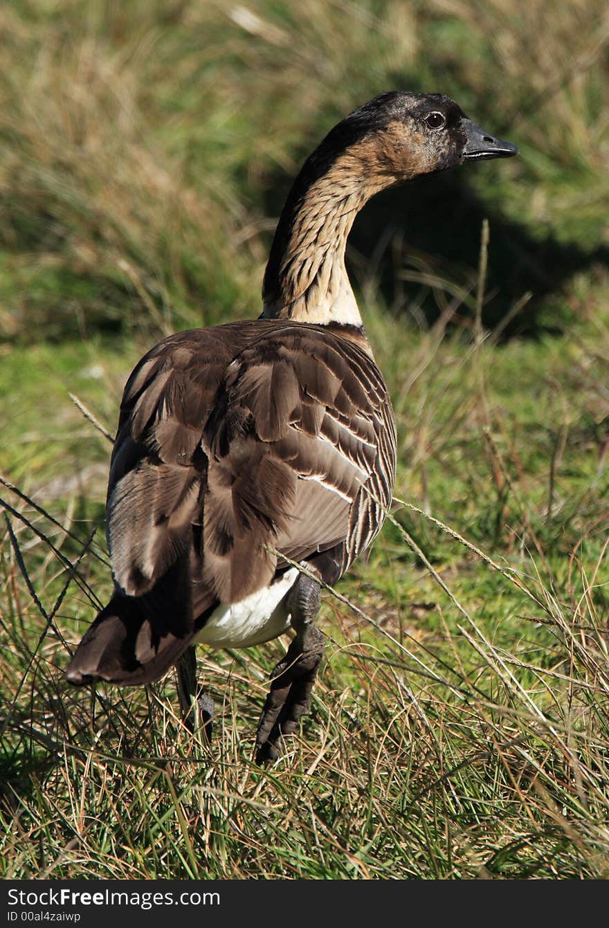 Endangered nene goose at Haleakala National Park