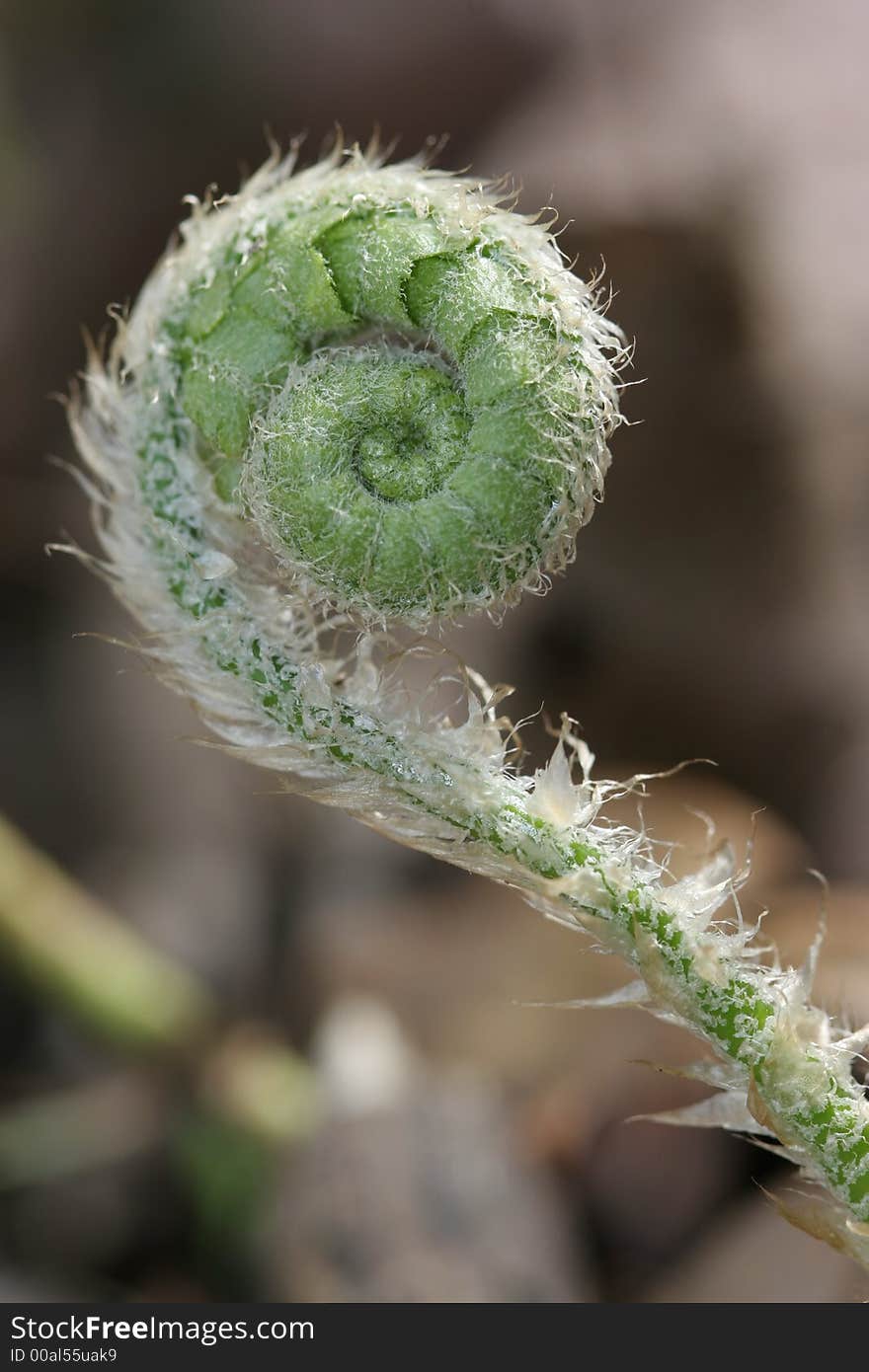 A spiral-like fern leaf. A spiral-like fern leaf