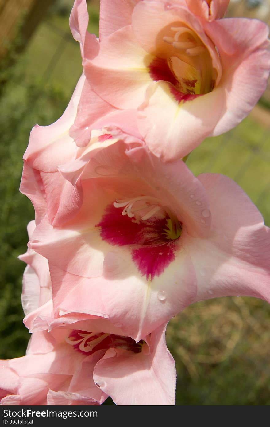 Summer flower stalk with pink blooms. Summer flower stalk with pink blooms