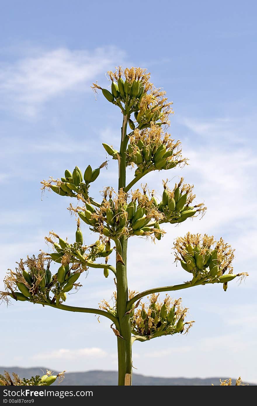 Agave americana (Century Plant) flower in Huesca, Aragon, Spain. Agave americana (Century Plant) flower in Huesca, Aragon, Spain