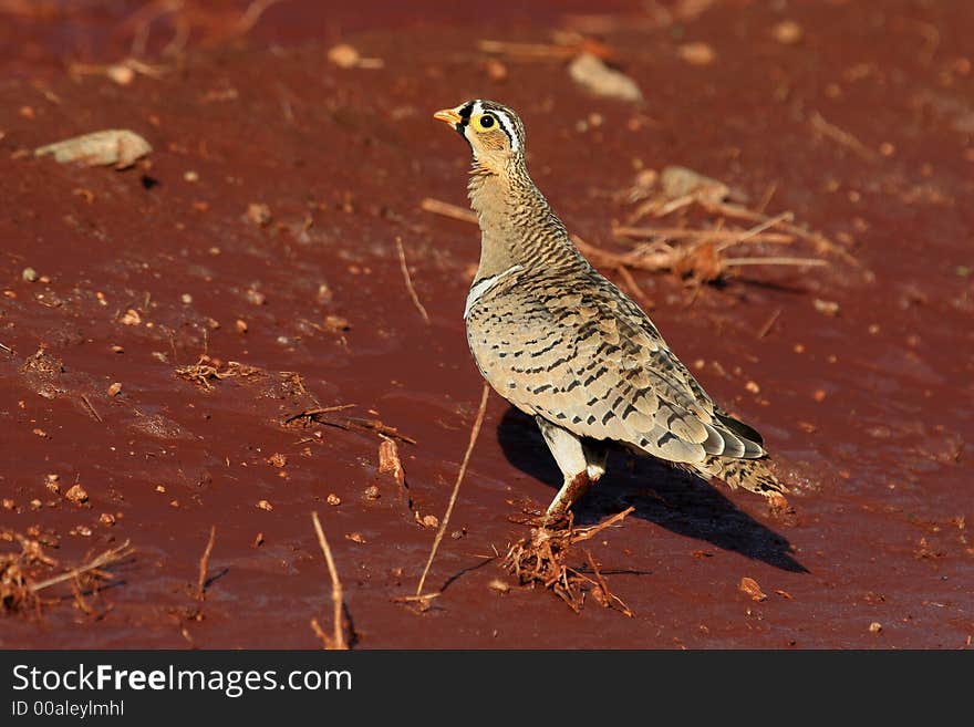 Black-faced Sandgrouse