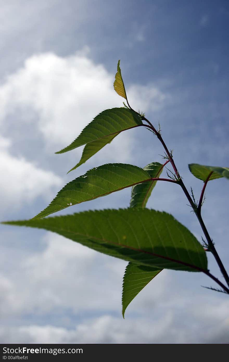 Vibrant green Plant against clouds. Vibrant green Plant against clouds