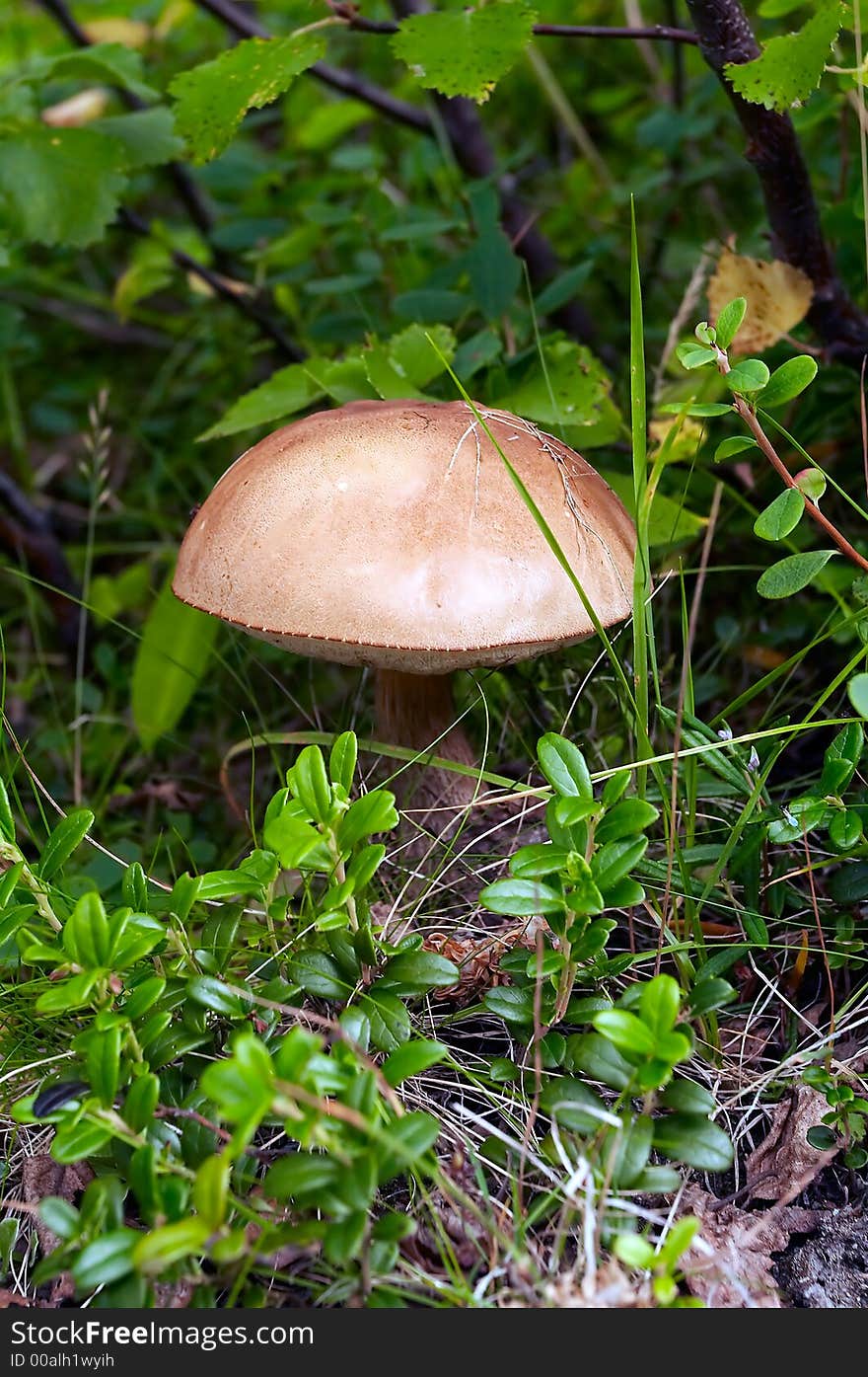 Brown Cap Boletus