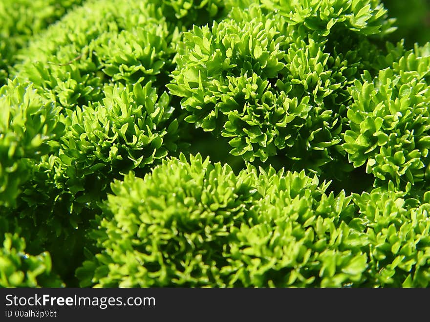 Green foliage sparkling in the sunlight