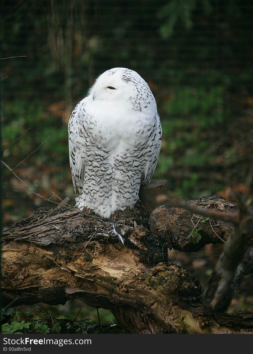 Snow Owl 1