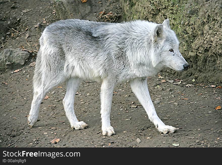 Portrait of Nice Grey Wolf. Portrait of Nice Grey Wolf