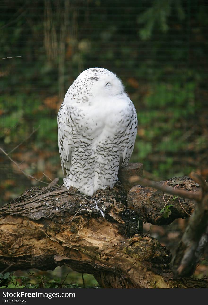 Snow Owl 6