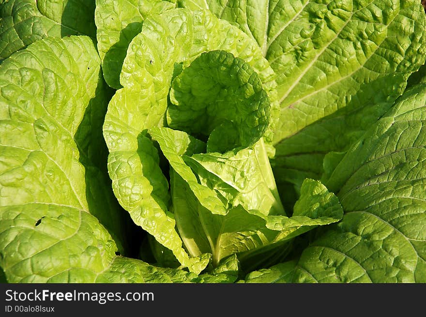 Cabbage