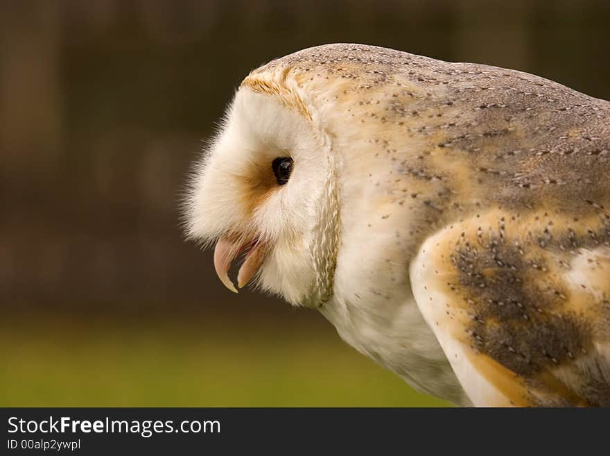 This image of a magnificent Barn Owl was captured in the UK.