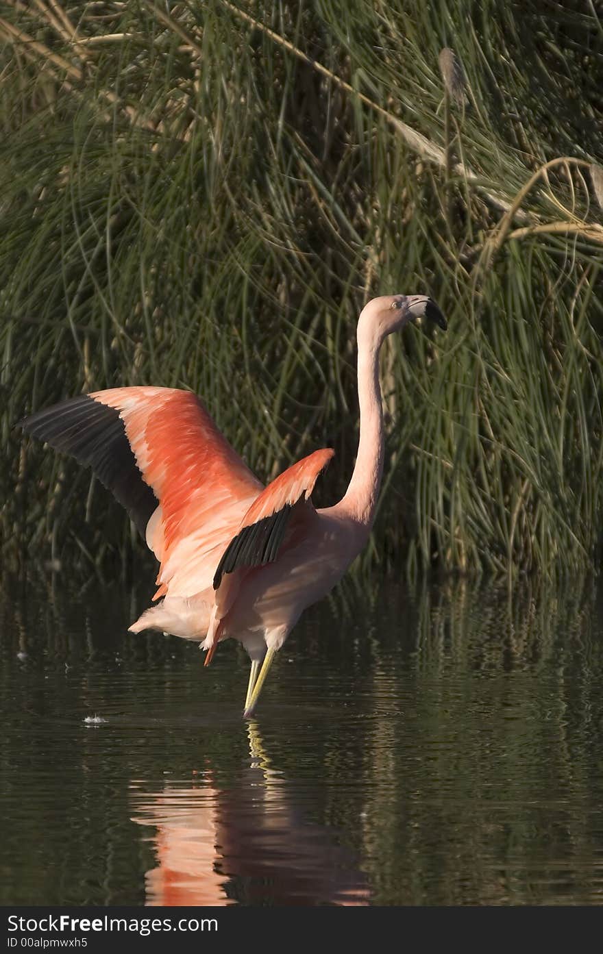 A Flamingo displays it's colourful plumage.