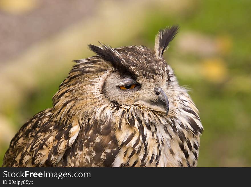 A portrait shot of a Bengal Eagle Owl. A portrait shot of a Bengal Eagle Owl.