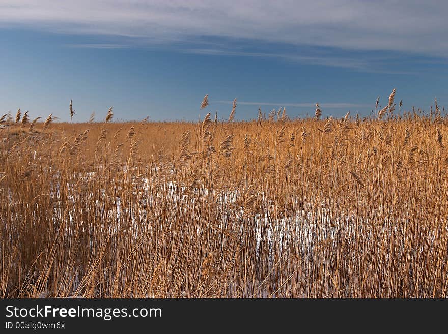 Grass on the meadow in snow, winter. Grass on the meadow in snow, winter