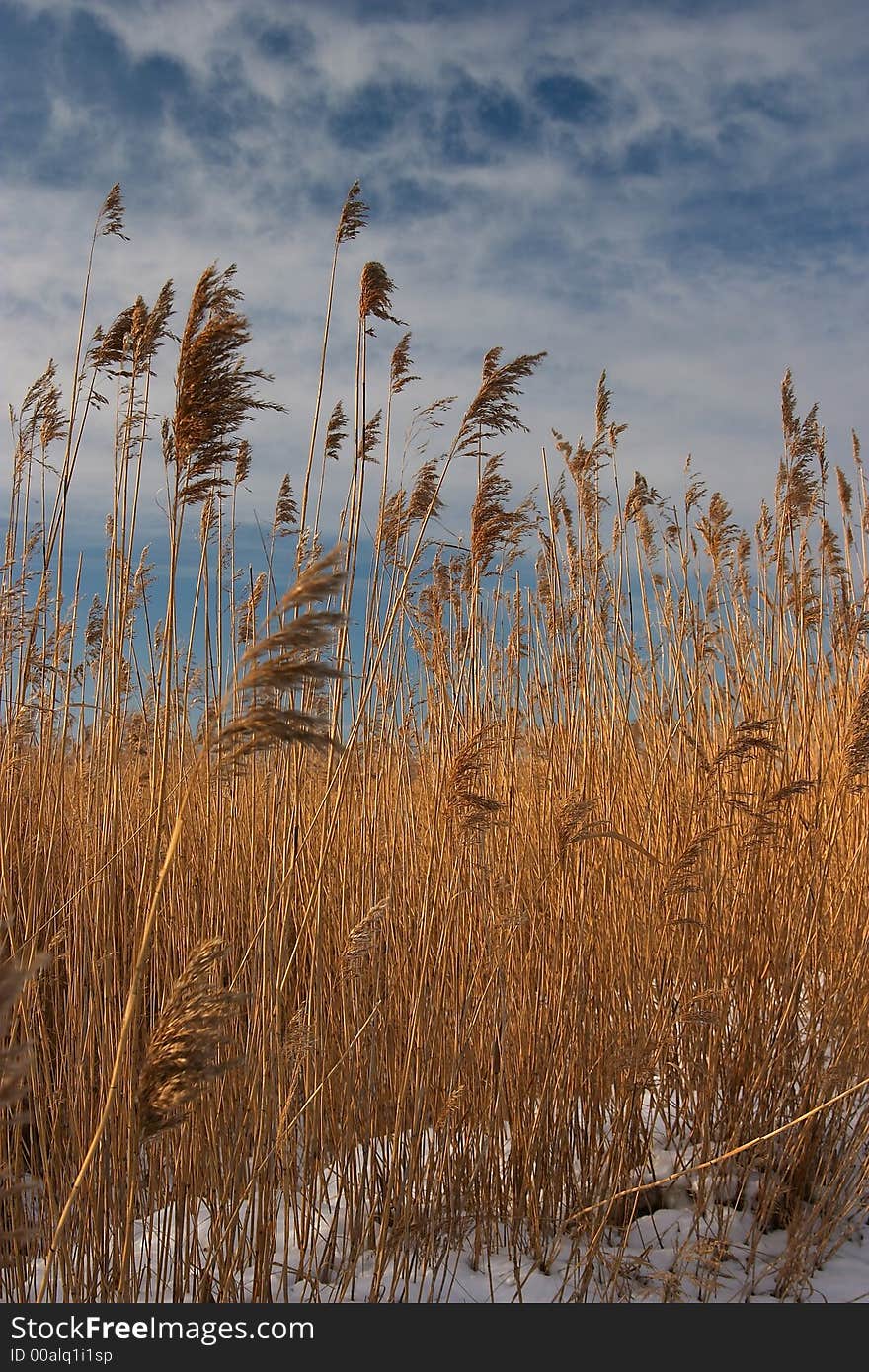 Grass on the meadow in snow, winter. Grass on the meadow in snow, winter