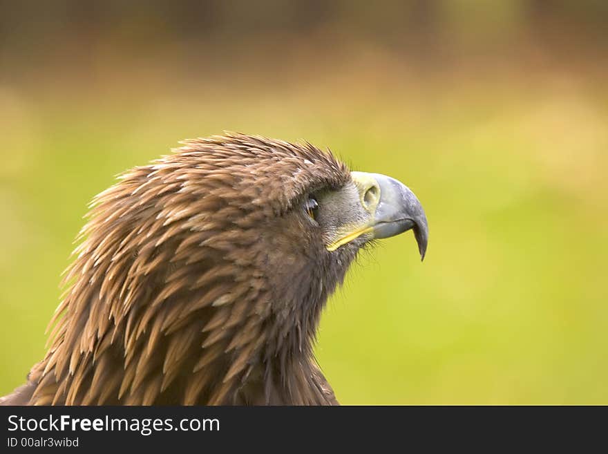 The Eagle always remains focussed to the task in hand. The Eagle always remains focussed to the task in hand.