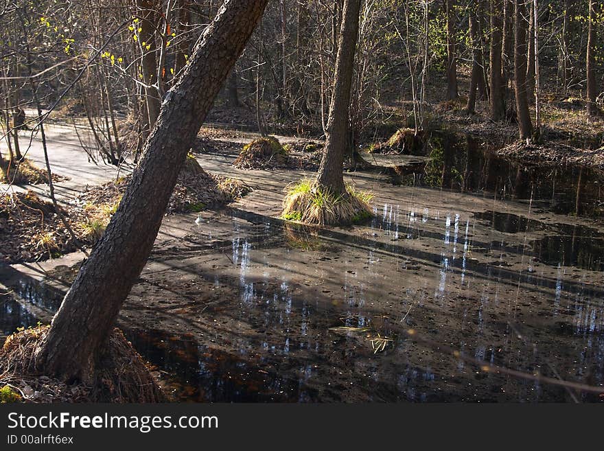 Bog In The Forest