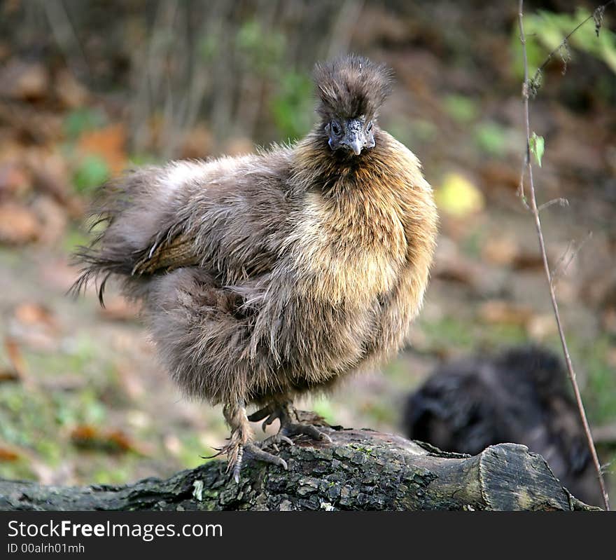 Portrait of Nice Exotic Hen. Portrait of Nice Exotic Hen