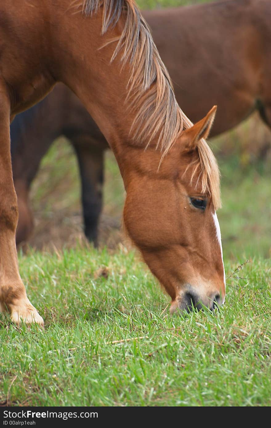 Horses on the field, green grass