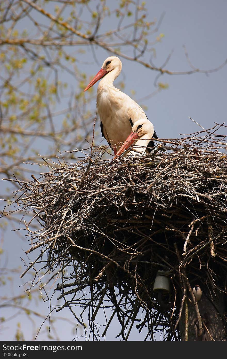 Two storks in the jack