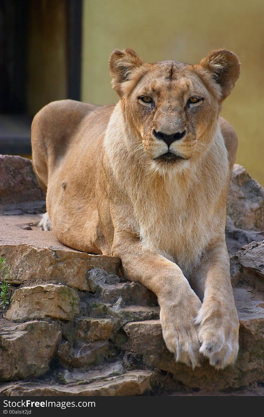 Portrait of lioness on the sun