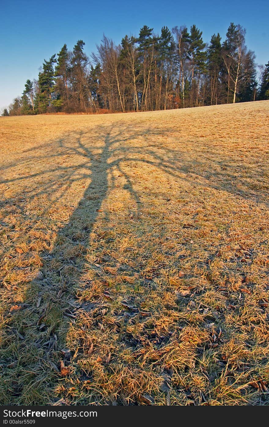 Shadow of a tree on the meadow