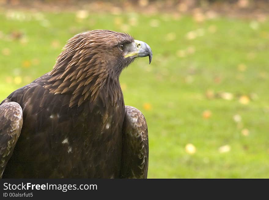 This profile shot of a magnificent Golden Eagle was captured in the UK. This profile shot of a magnificent Golden Eagle was captured in the UK.