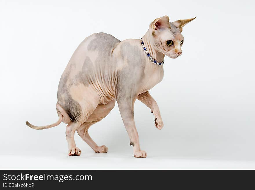 Naked cat - the Canadian sphynx on a neutral background. Naked cat - the Canadian sphynx on a neutral background