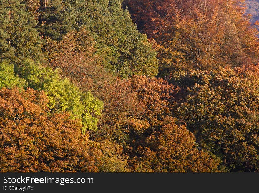 Autumn In The Forest