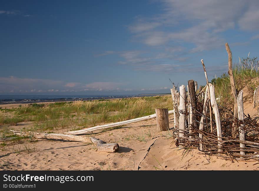 Seacoast, sunny day, dry trees