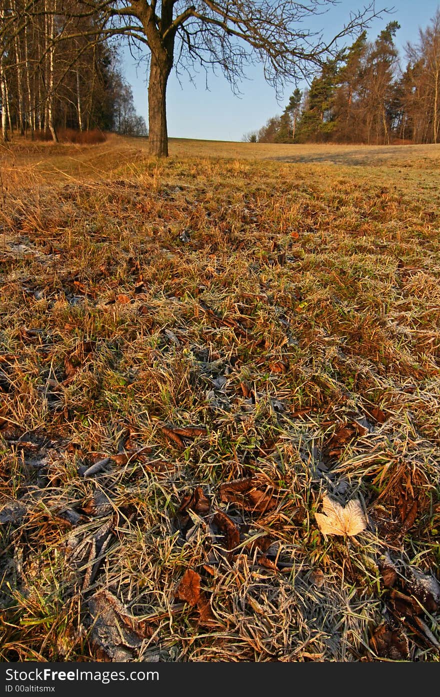 Leaf and tree on a meadow