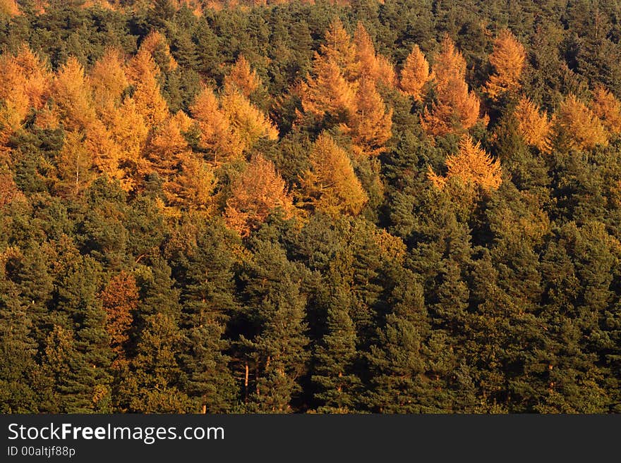 Autumn In The Forest