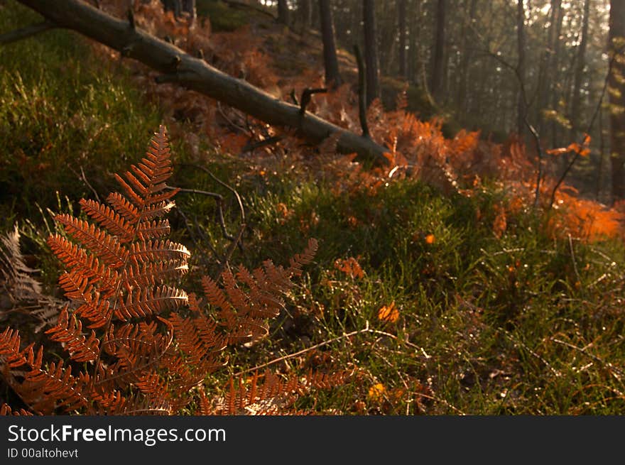 Sunlight streams through the leaves of ferns in the woods