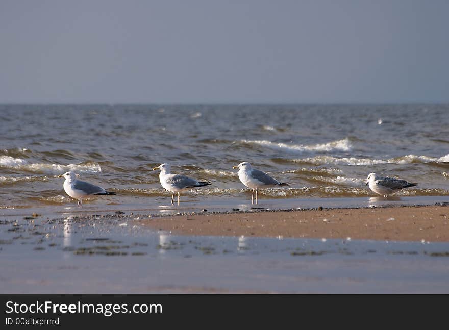 Four seagulls on the beach