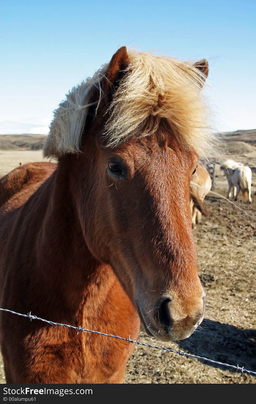 Icelandic horses on a field in the spring