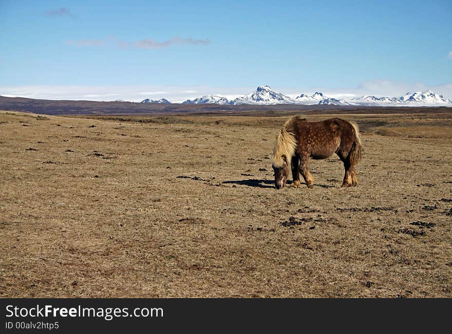 Lonely icelandic horse, South Iceland