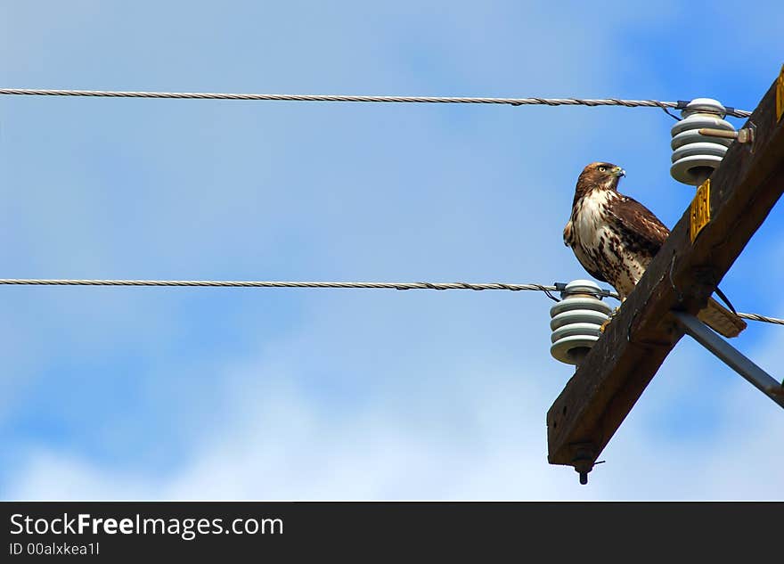 A hawk and blue sky and clouds