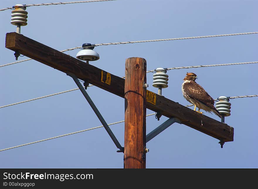 A hawk and blue sky and clouds