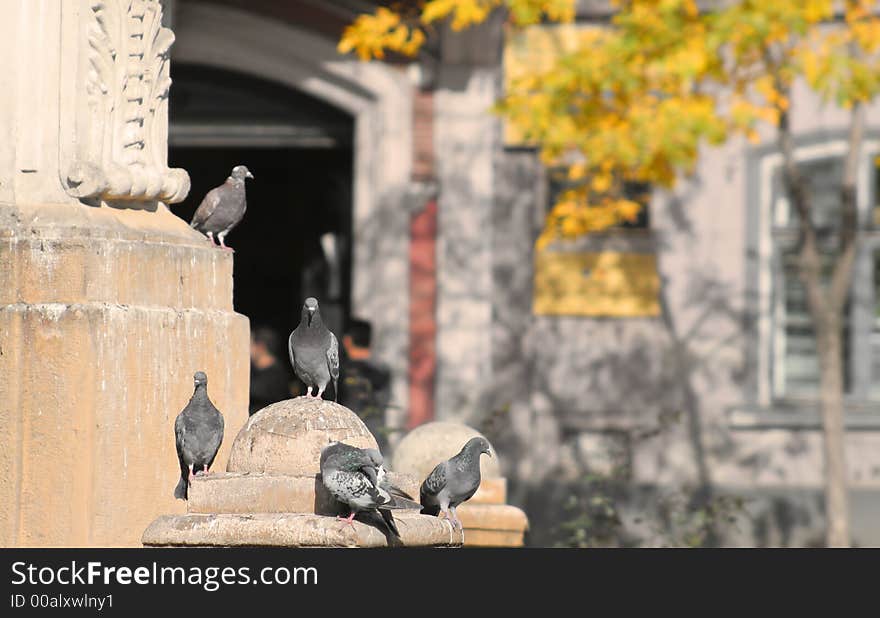 Group of pigeons in a town square in a autumn day. Group of pigeons in a town square in a autumn day