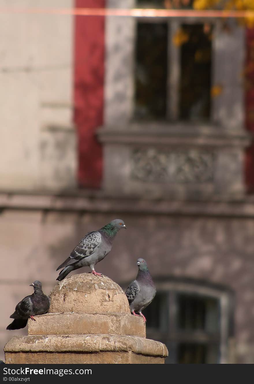 Group of pigeons in a town square in a autumn day. Group of pigeons in a town square in a autumn day