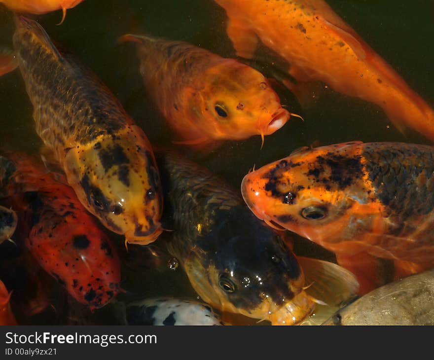 Red Fishes In Water