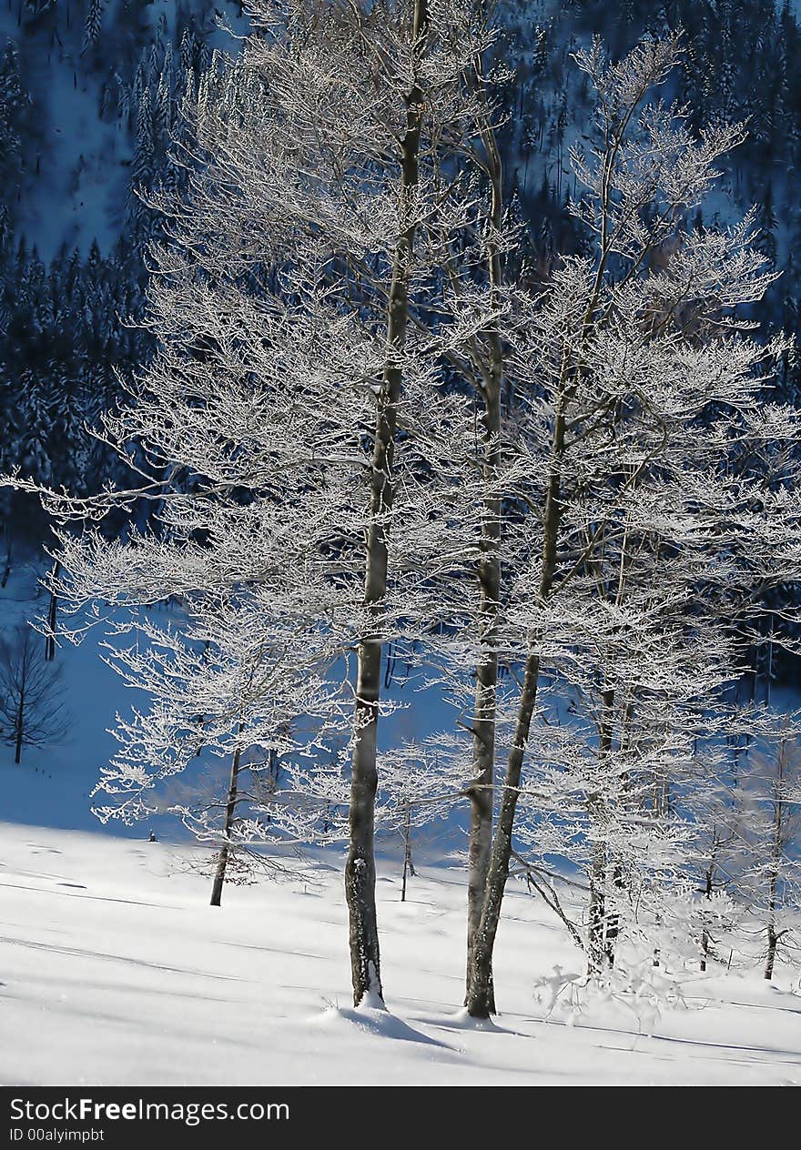 European beech, Fagus sylvatica, in Bavaria, Germany, in January. European beech, Fagus sylvatica, in Bavaria, Germany, in January